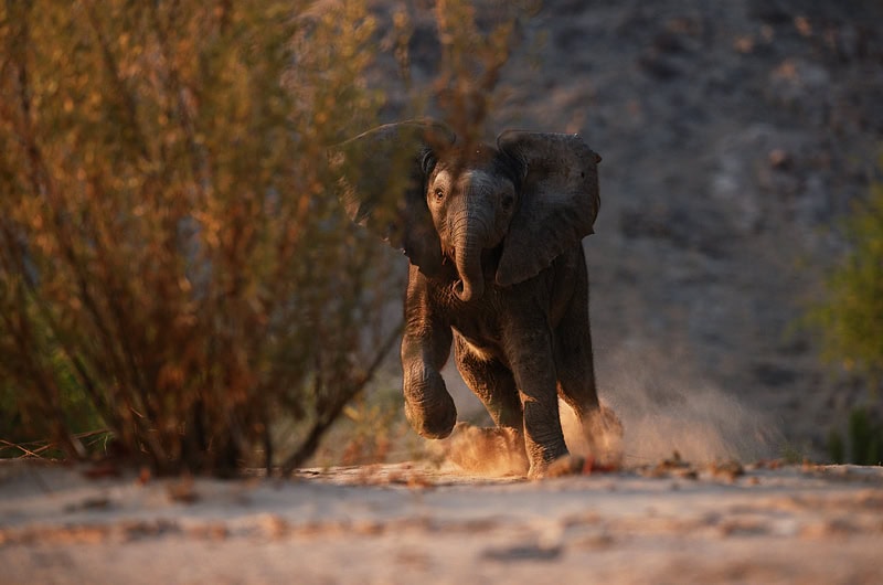 itinerary image 3a_desert elephant photographed along the Hoanib River