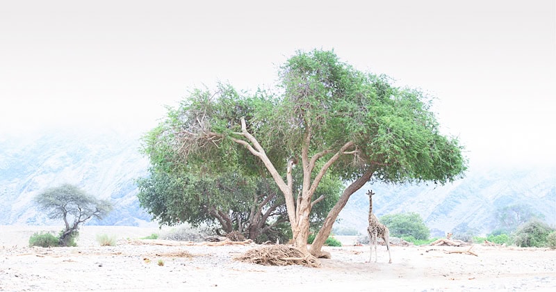 desert giraffe photographed in Namibia's kaokoveld.