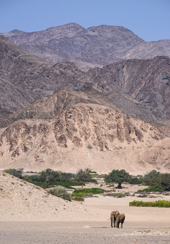 a photograph from Namibia of desert adapted wildlife