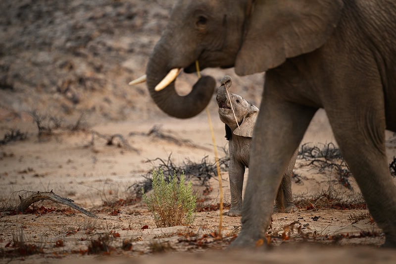 elephant mother and calf along the Namibia Skeleton Coast