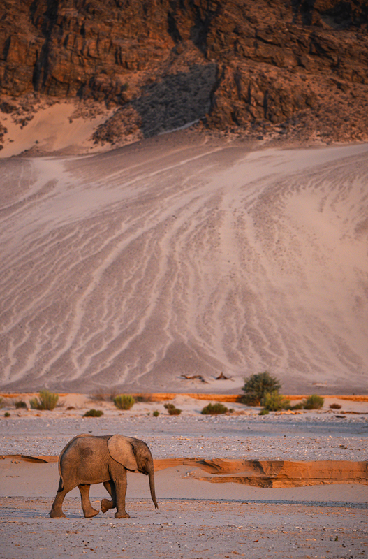 a baby elephant traverses Namibia's Hoanib River