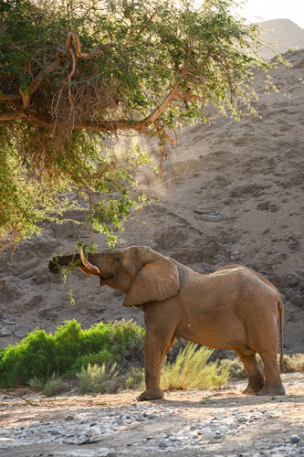a desert elephant photographed along the Hoanib River on a Namibia photography safari