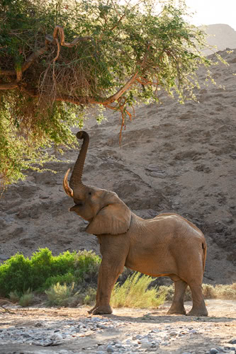 a desert elephant photographed along the Hoanib River of the Namibia Skeleton Cost