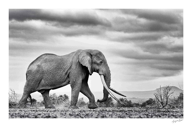 conservation photography