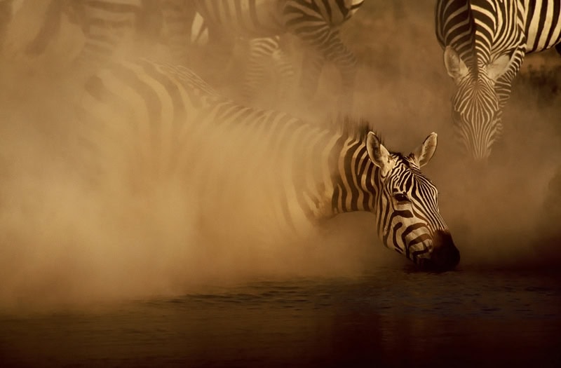 conservation photography